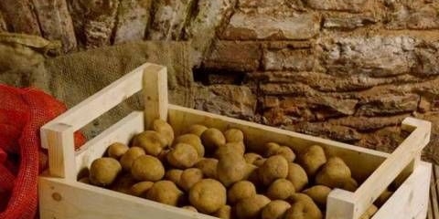 Koja temperatura treba da bude za čuvanje krompira